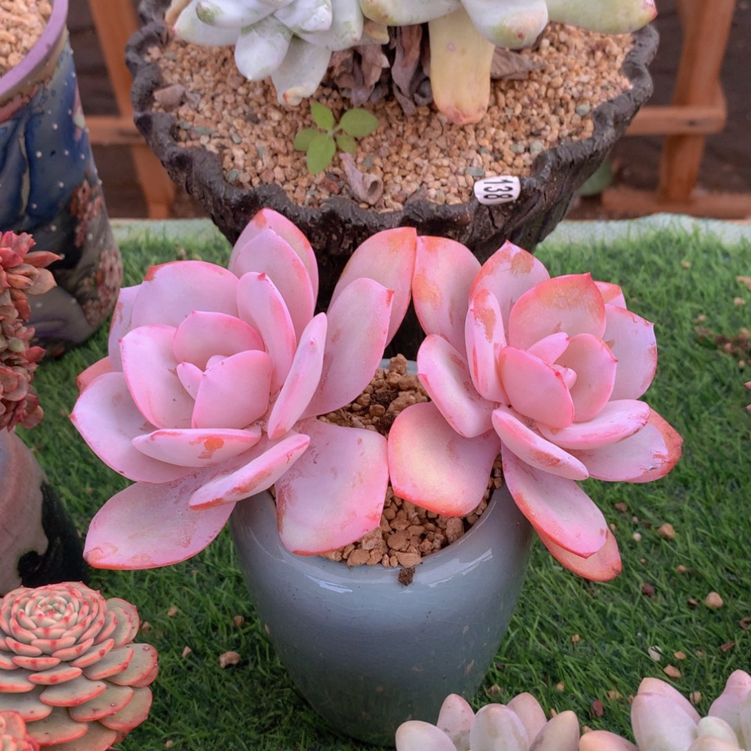 国版奶茶15 公分一物一拍