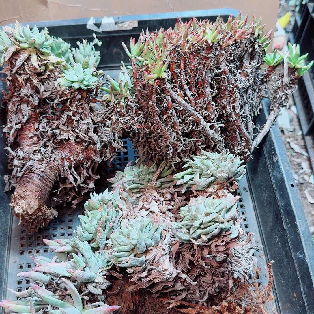 6306瑕疵框拍不售后