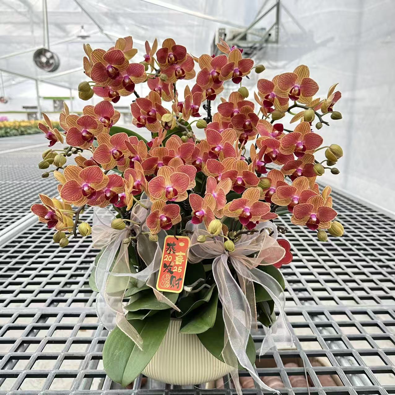 【金蝶】精品蝴蝶兰 橙色花型 室内精品观赏 真花