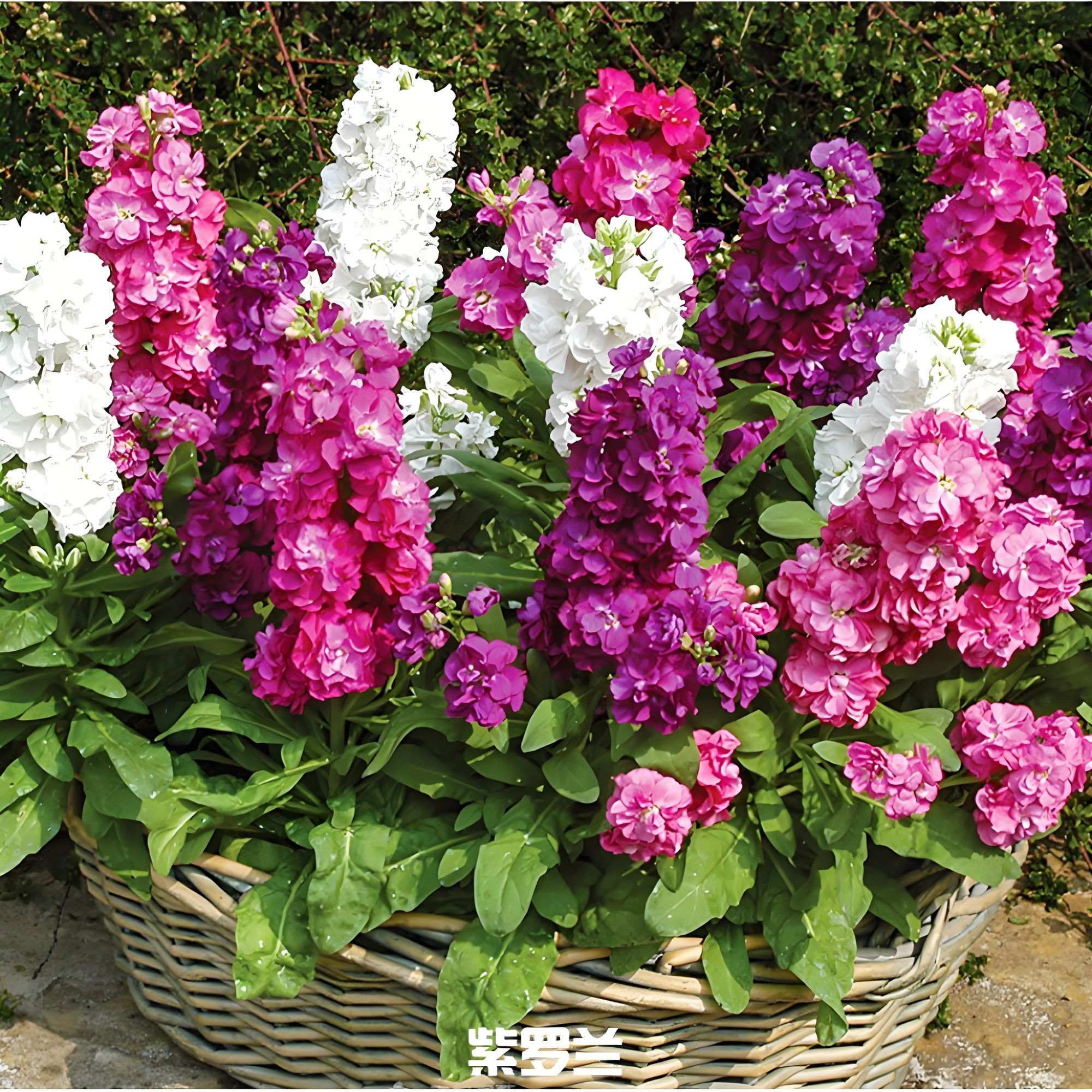 欣然专属『混色紫罗兰5支』家居养花 全场两单顺丰包邮 养护教程联系客服