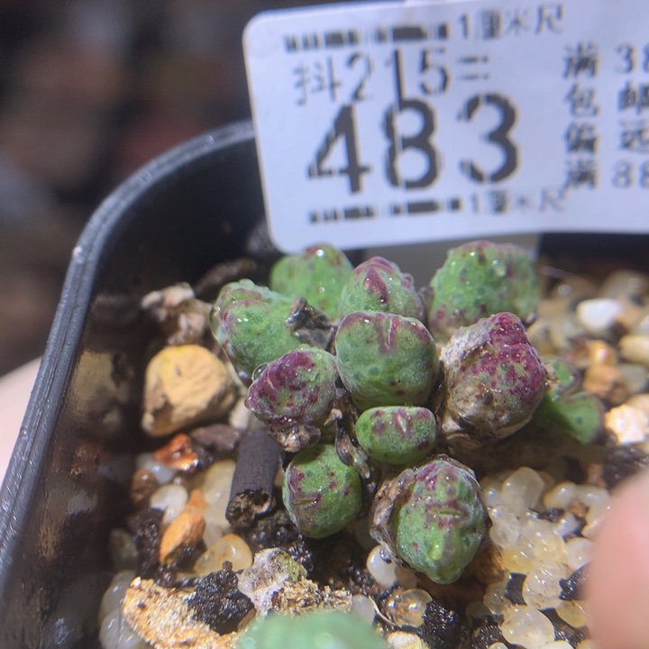 精品生石花215.483