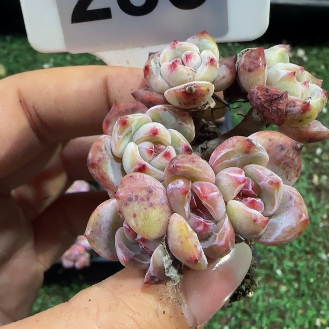 壹***哼283 号一物一拍特价福利