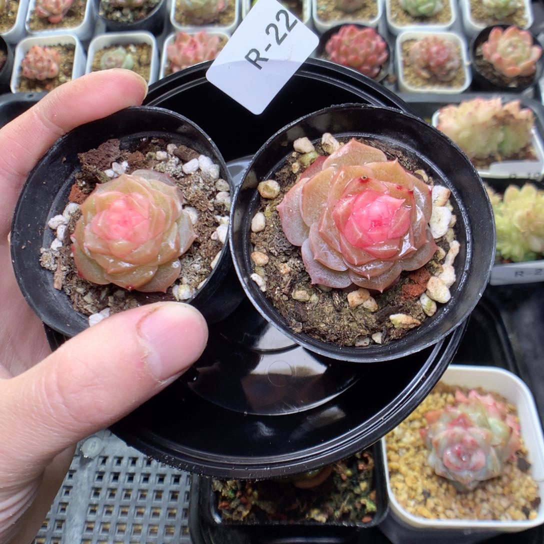 R22y y y y y y y y y y