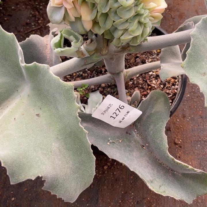 可爱玫瑰锦缀1276