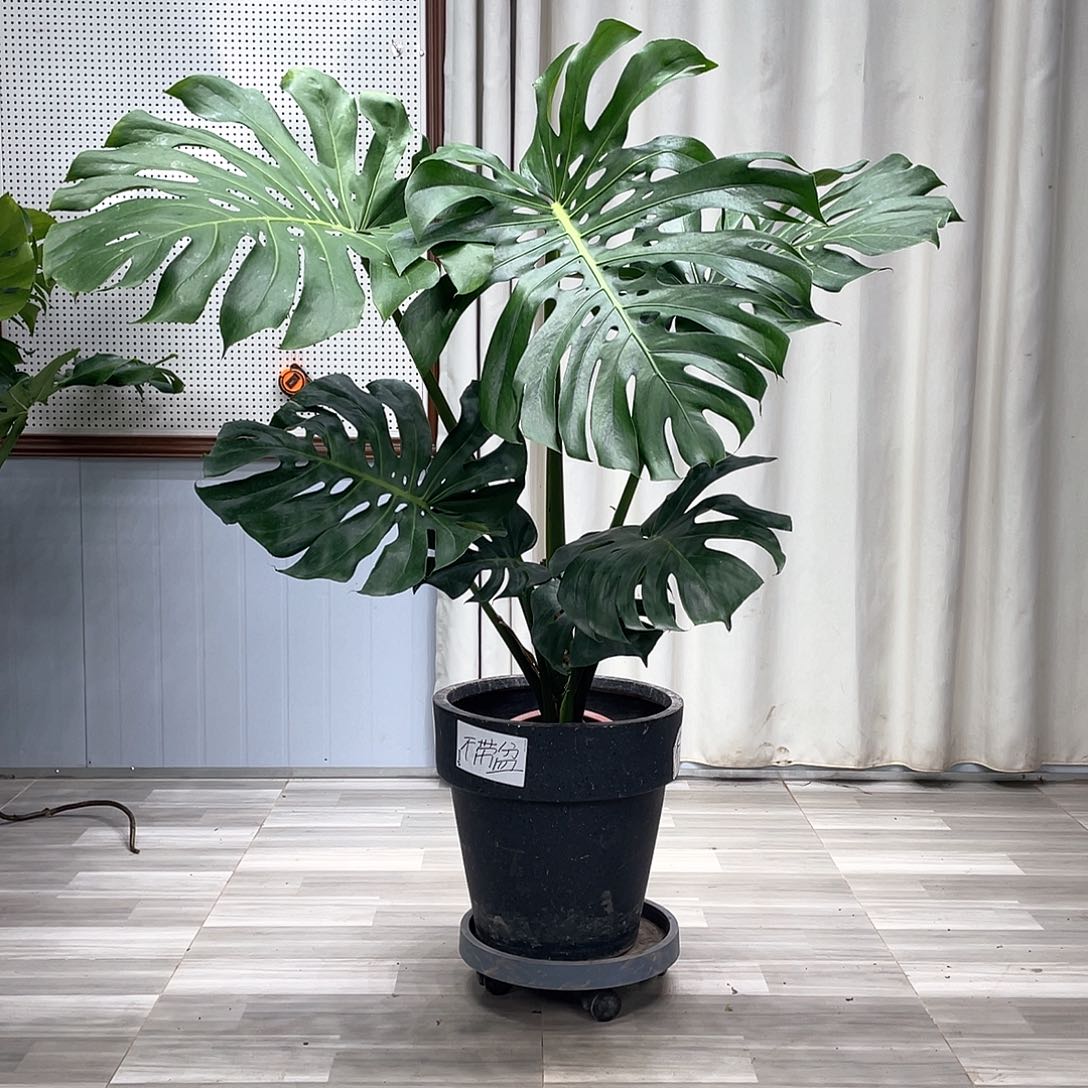 龟背竹的故事在这里