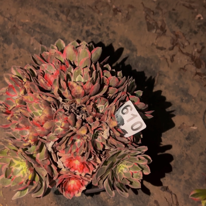 610玉芙蓉多肉植物不售后