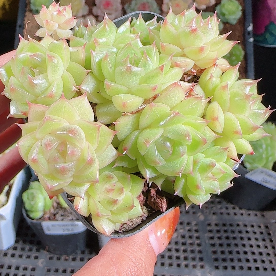 1028--394麦秆优选不包整