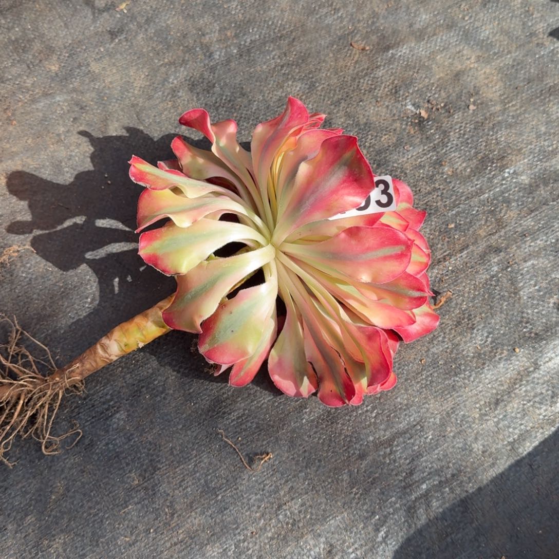 193多肉植物爱丽丝有砍特价