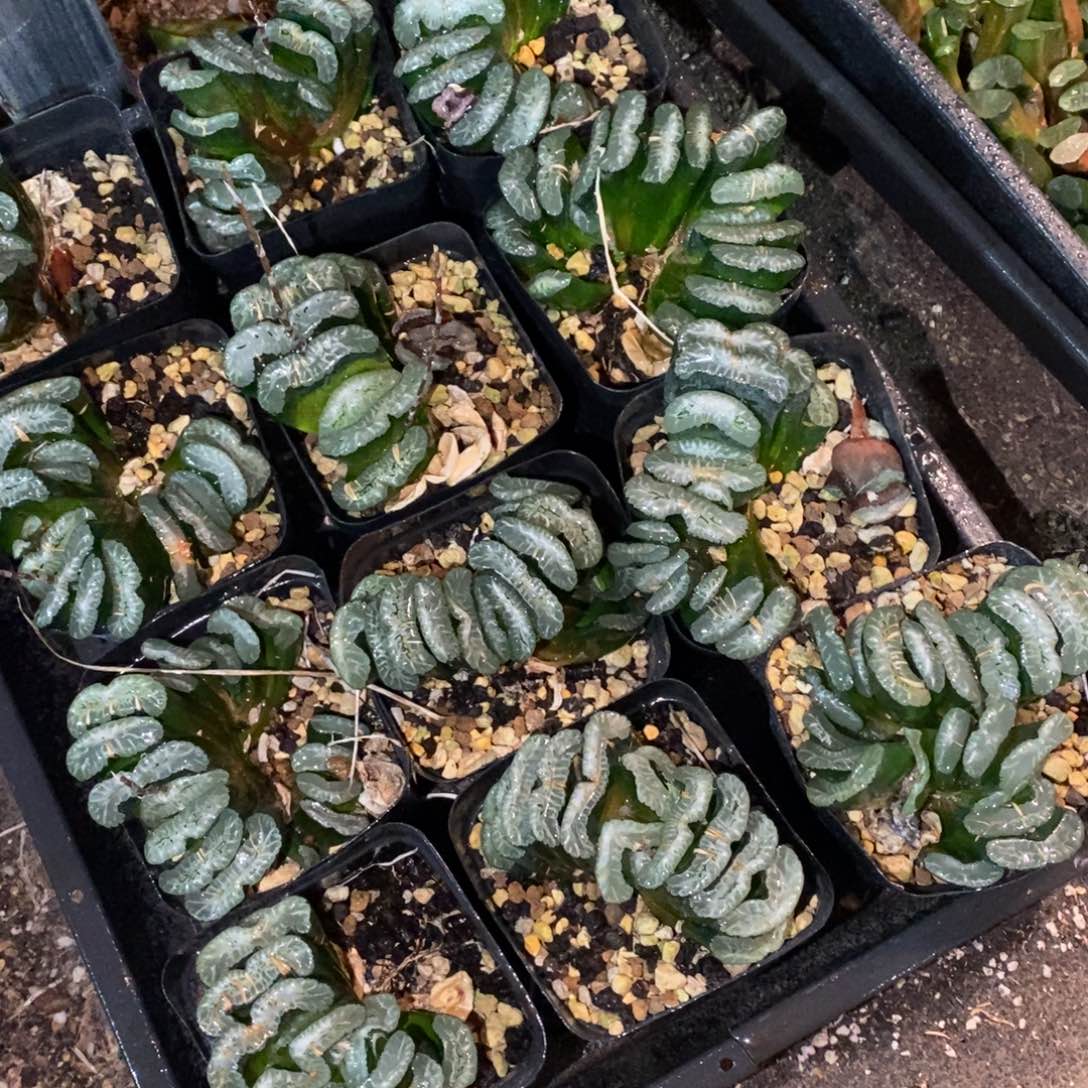 3025 一颗周正大玉扇 元旦整点福利