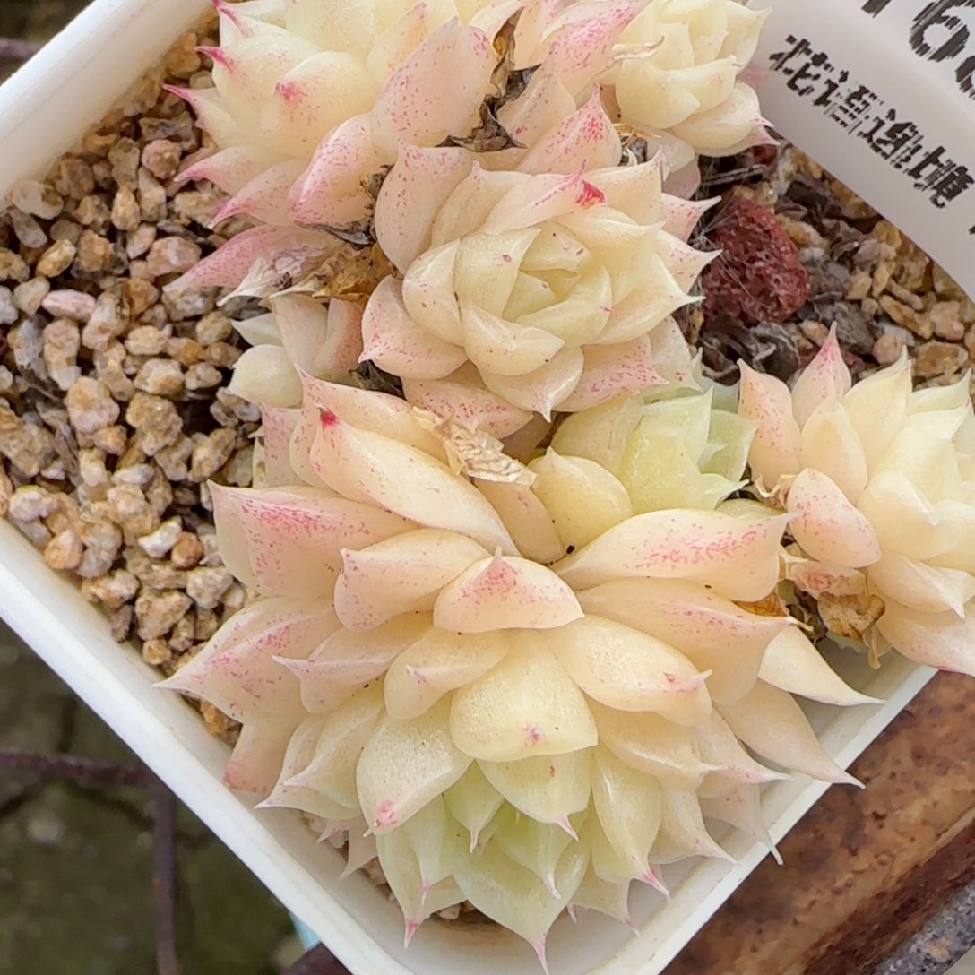 花语逸境0122-168