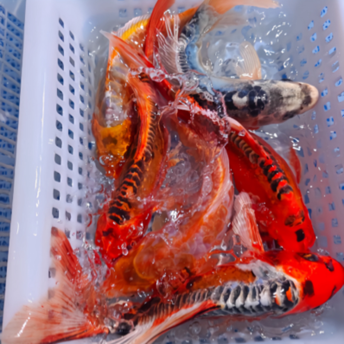 7条9-11厘米【德系血统锦鲤混搭】水族活体淡水鱼冷水观赏鱼