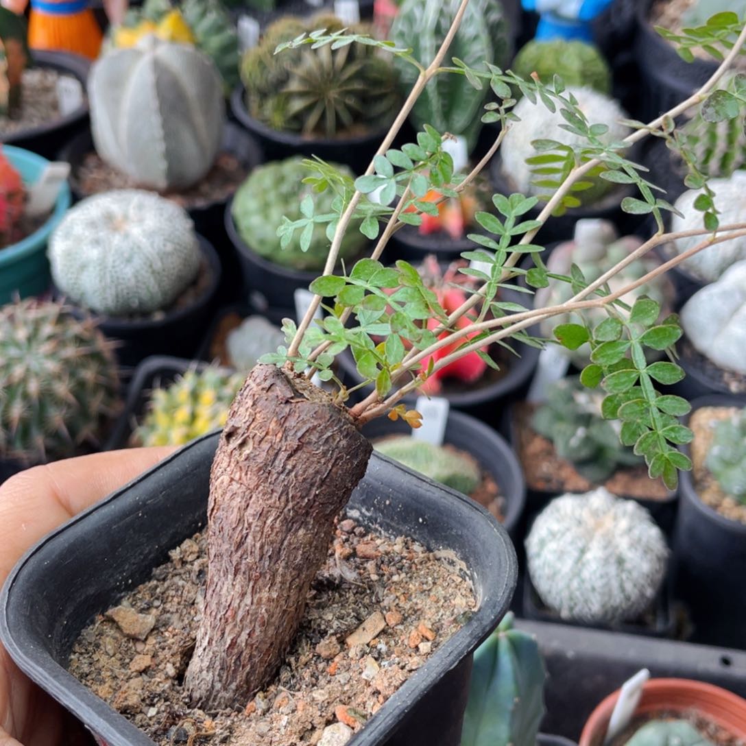 仙人球满28包邮盆5公分象足漆树