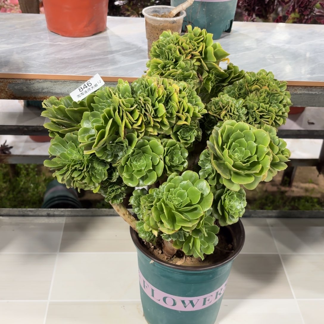 846绿羊绒缀化多肉植物