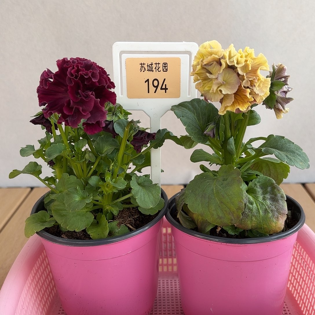 大部分开放少量花苞194