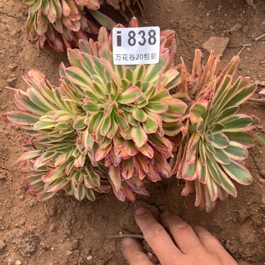 838微锦锦缀多肉植物