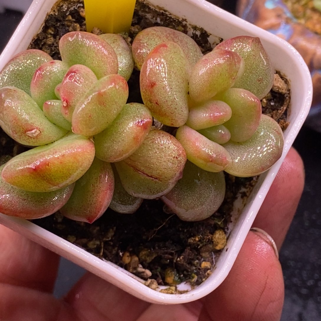  157橙子拉丝石化锦多肉……