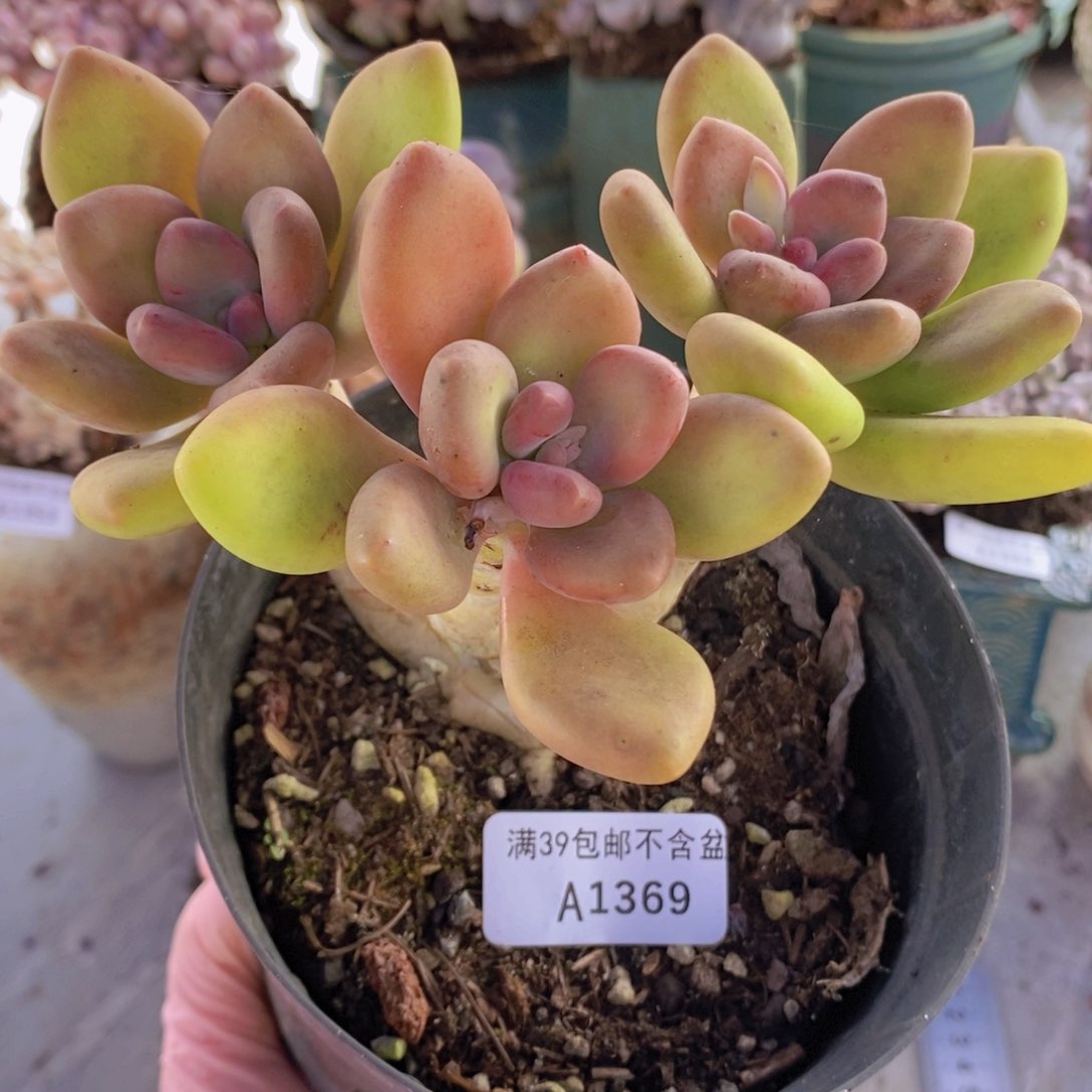 芒果奶老桩13cm1369多肉植物