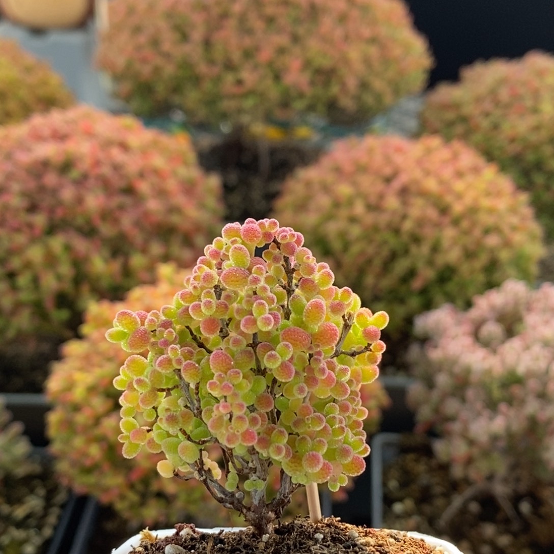 蜜橘糖球3858枝干番杏