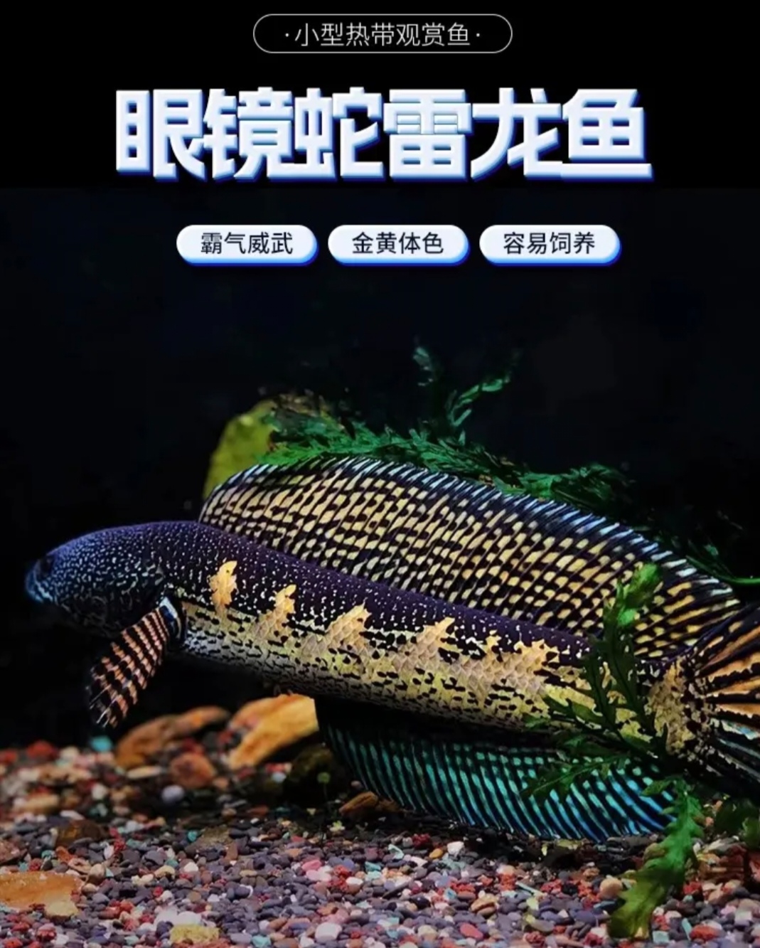 直播间专拍黄金眼镜鱼淡水鱼观赏鱼淡水蛇雷龙，直接拍不发货