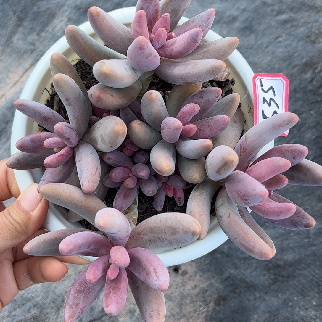 535号红手指，一物一拍