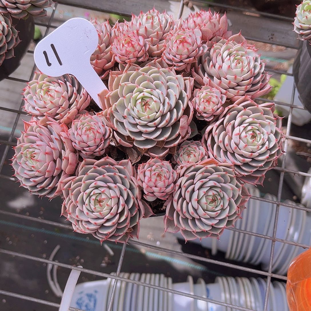 19公分本吧99888888