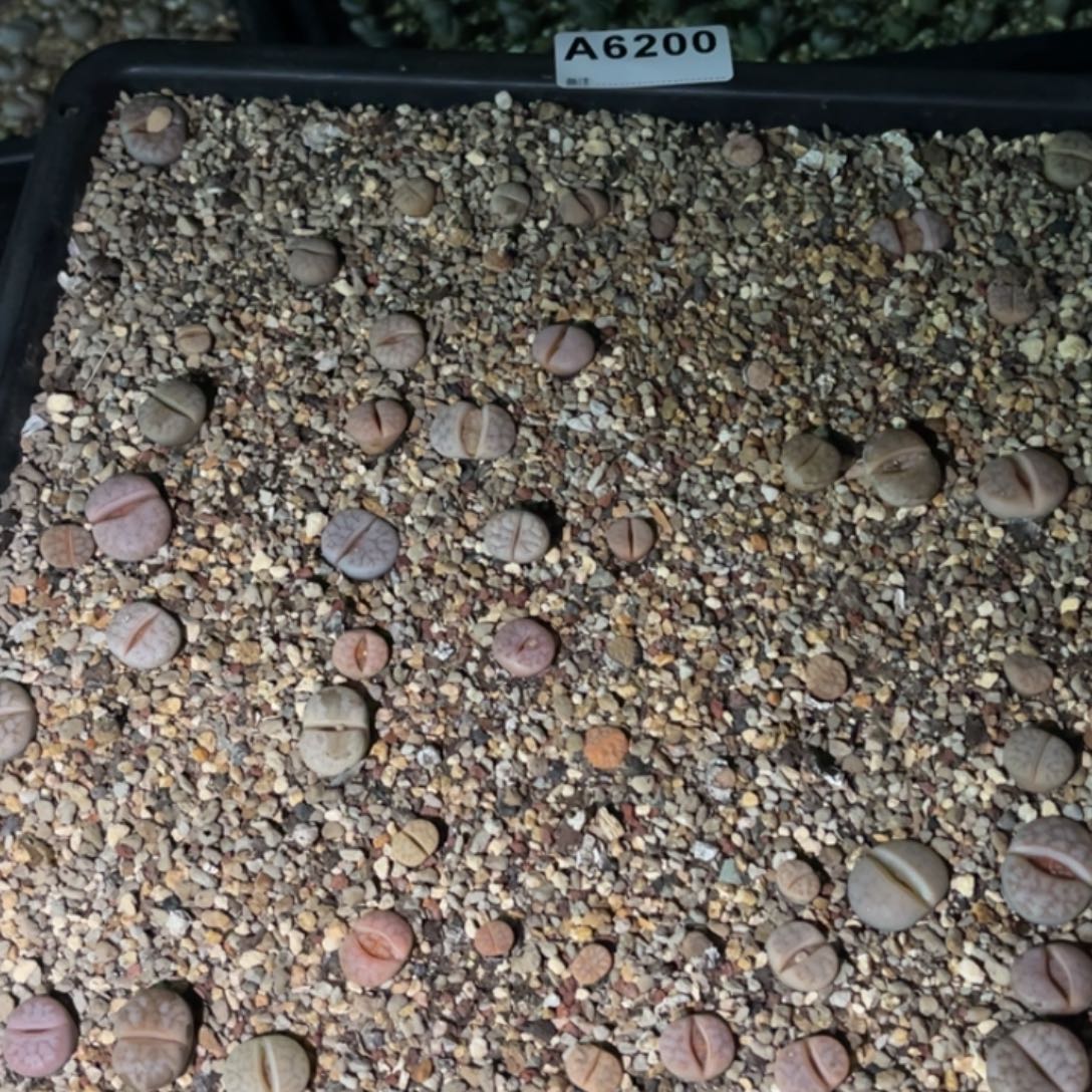 雨***）6200福利筐1不售后