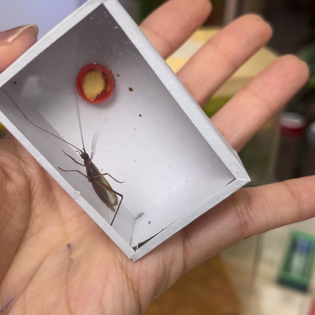 P***R红山一只拍拍拍拍拍