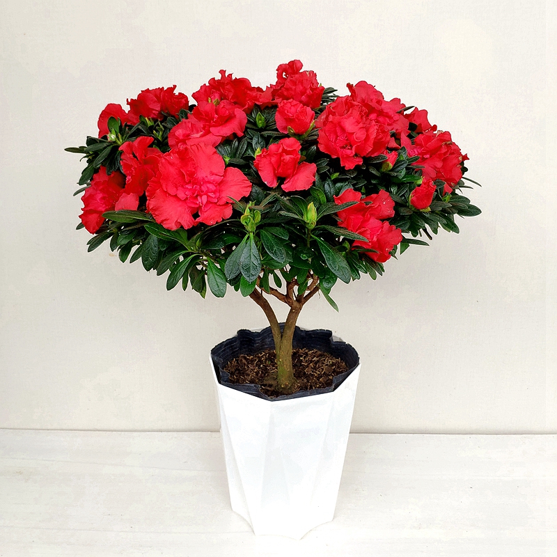 杨梅红杜鹃花西洋鹃盆栽开花绿植阳台花卉四季常青办公室庭院好养