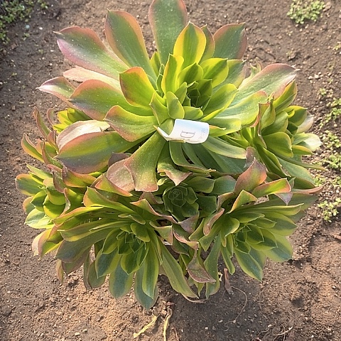 927青檬多肉法师