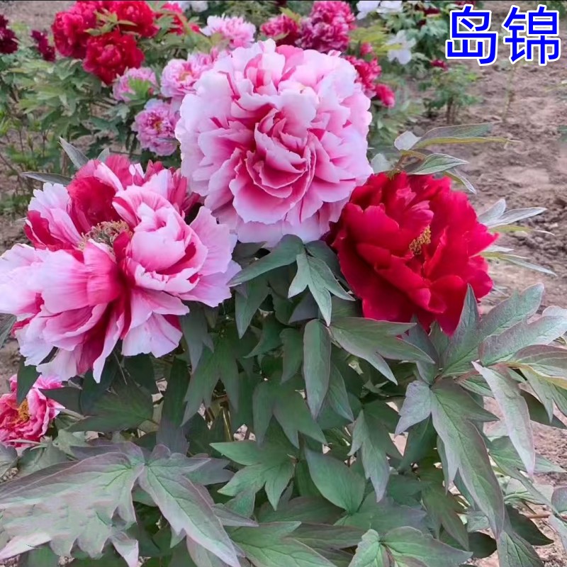 【岛锦】牡丹花树苗 基地直发  现挖现发