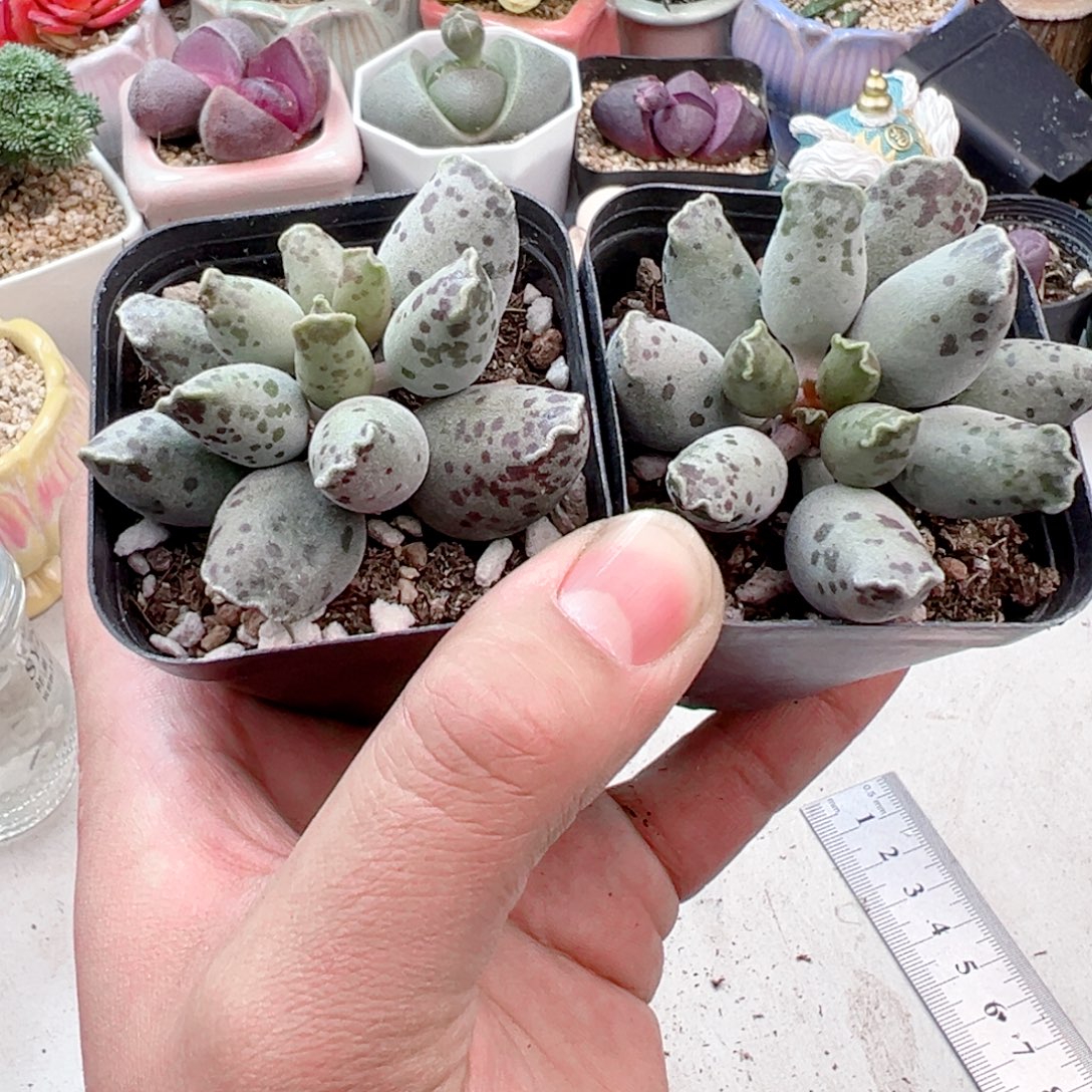 海豹多肉植物11111