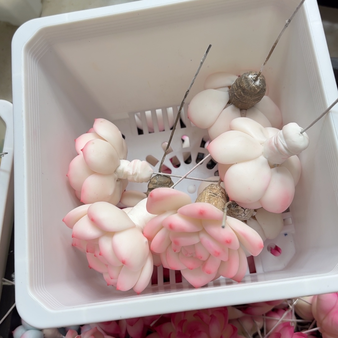 树脂制品39号莫莫莫