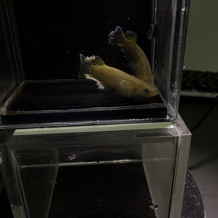 青鳉鱼一物一拍222