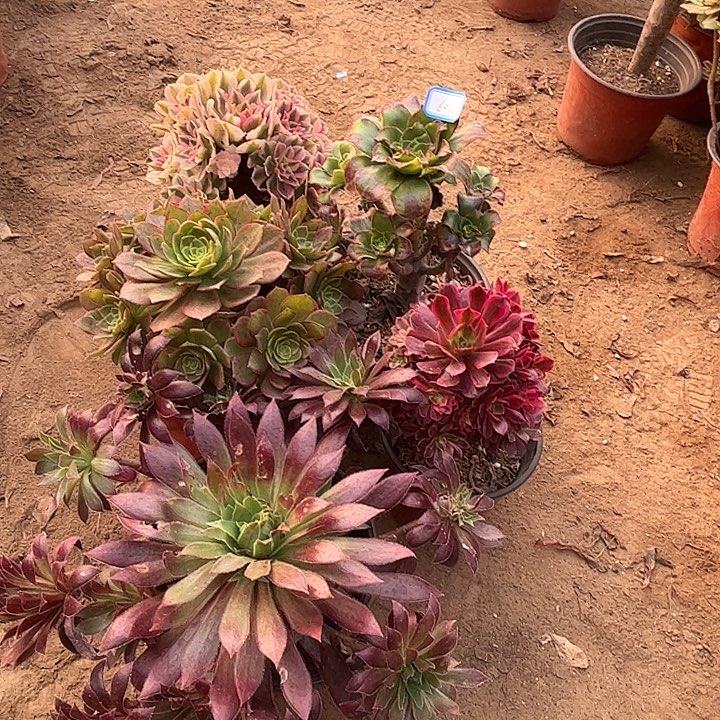 601多肉植物组合瑕疵特价，