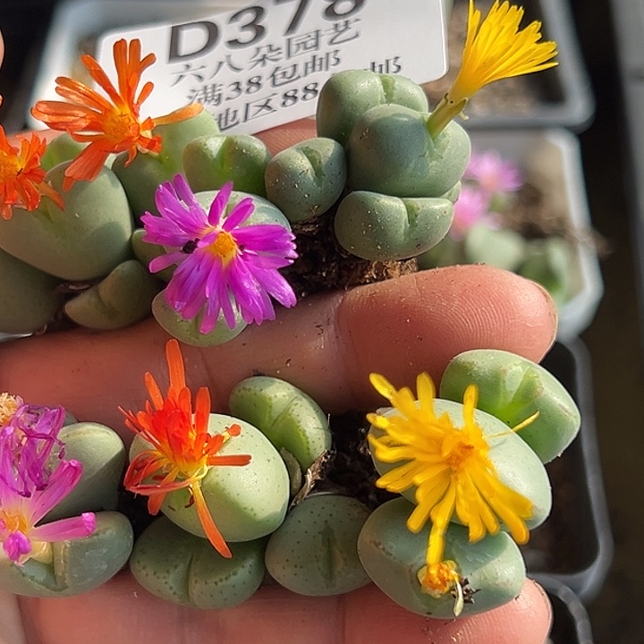 378号特价少将6个xyzyyyxyxx