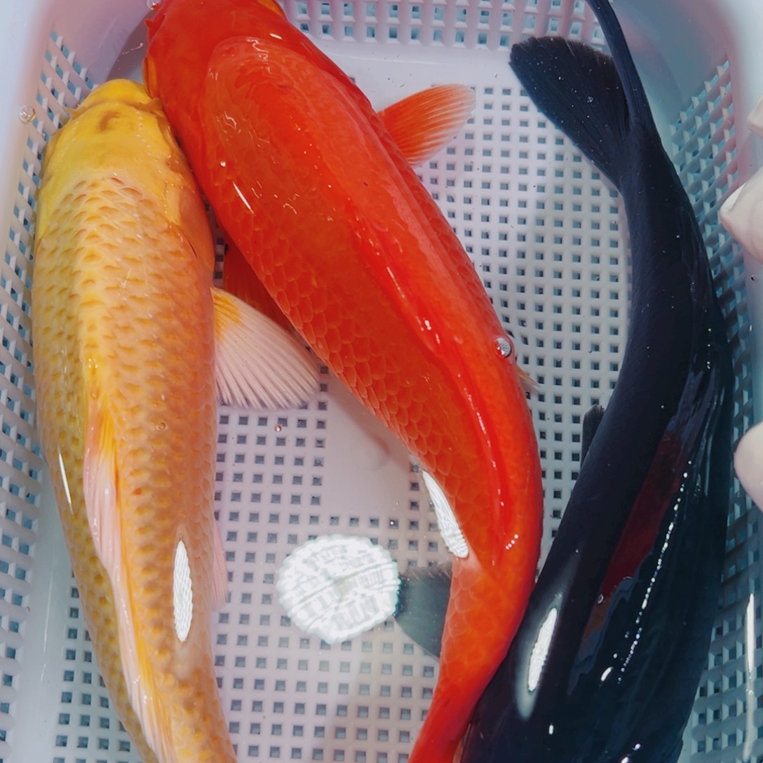 锦鲤锦鲤冷水鱼观赏