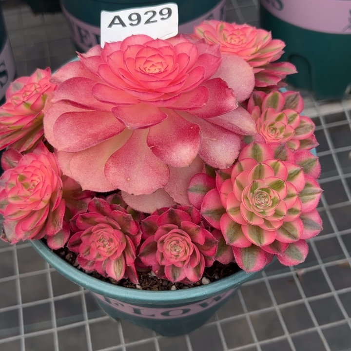 929倾城18厘米左右