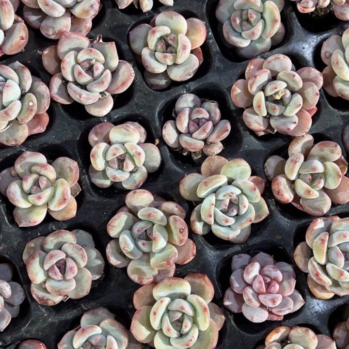 星影3cm6颗多肉一物一拍满20包邮