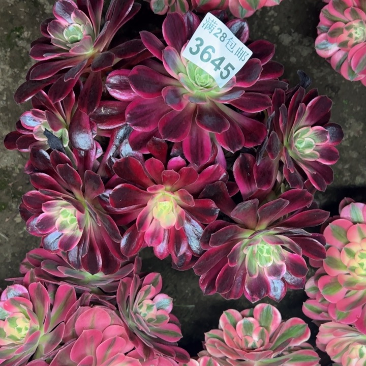 3545婚纱多肉植物