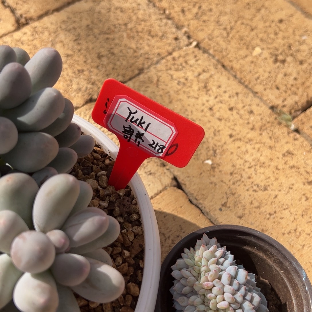 Y***寶YuKi寄养。            