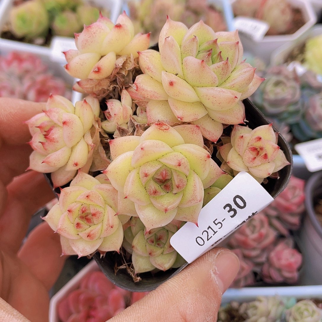 000000000000030一物一拍