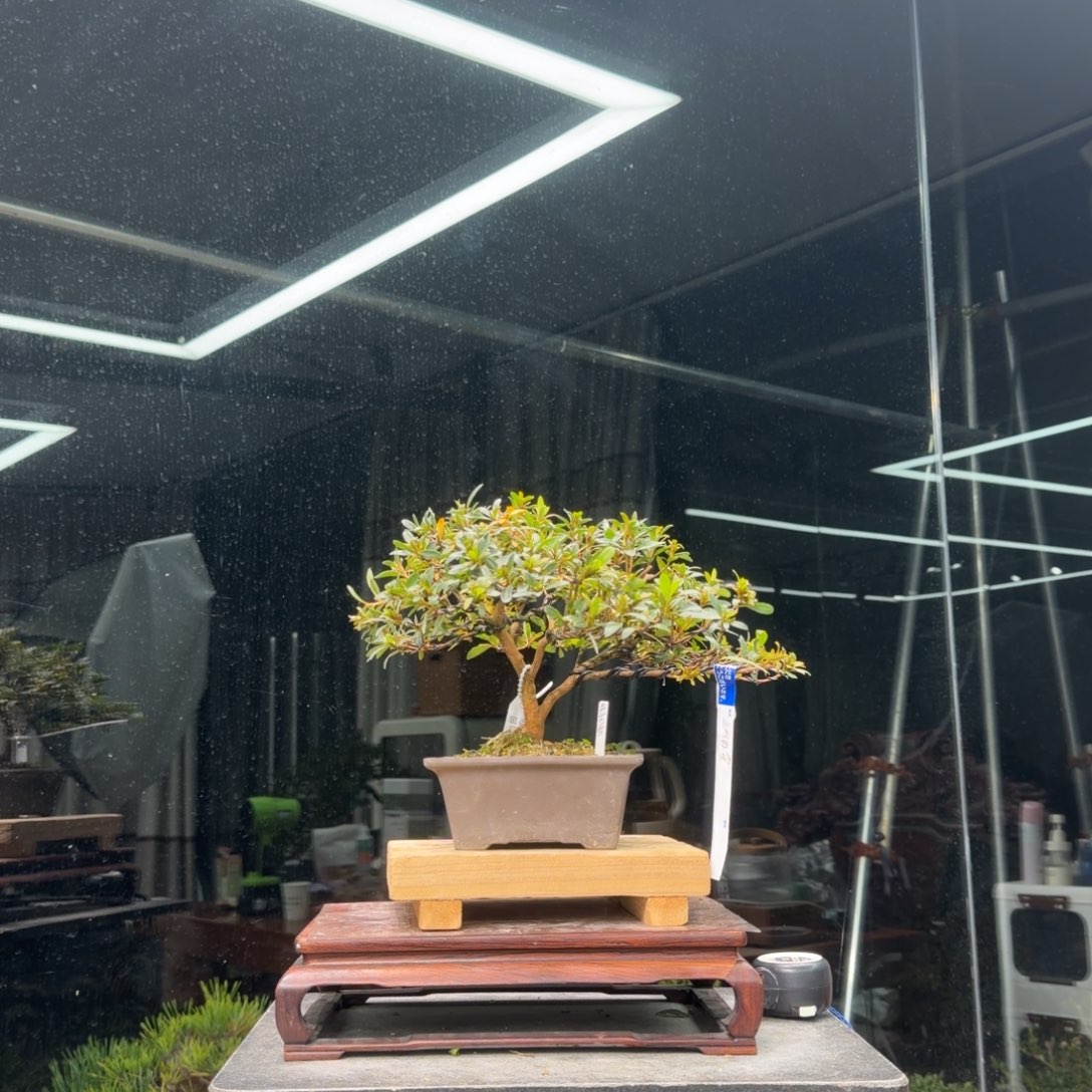 焯***庄无花朵花卉苗木花卉苗木