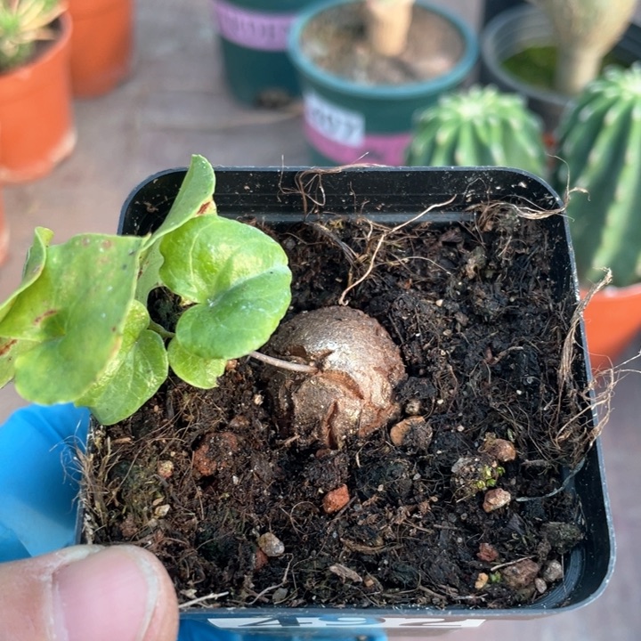 492南非龟甲龙块根