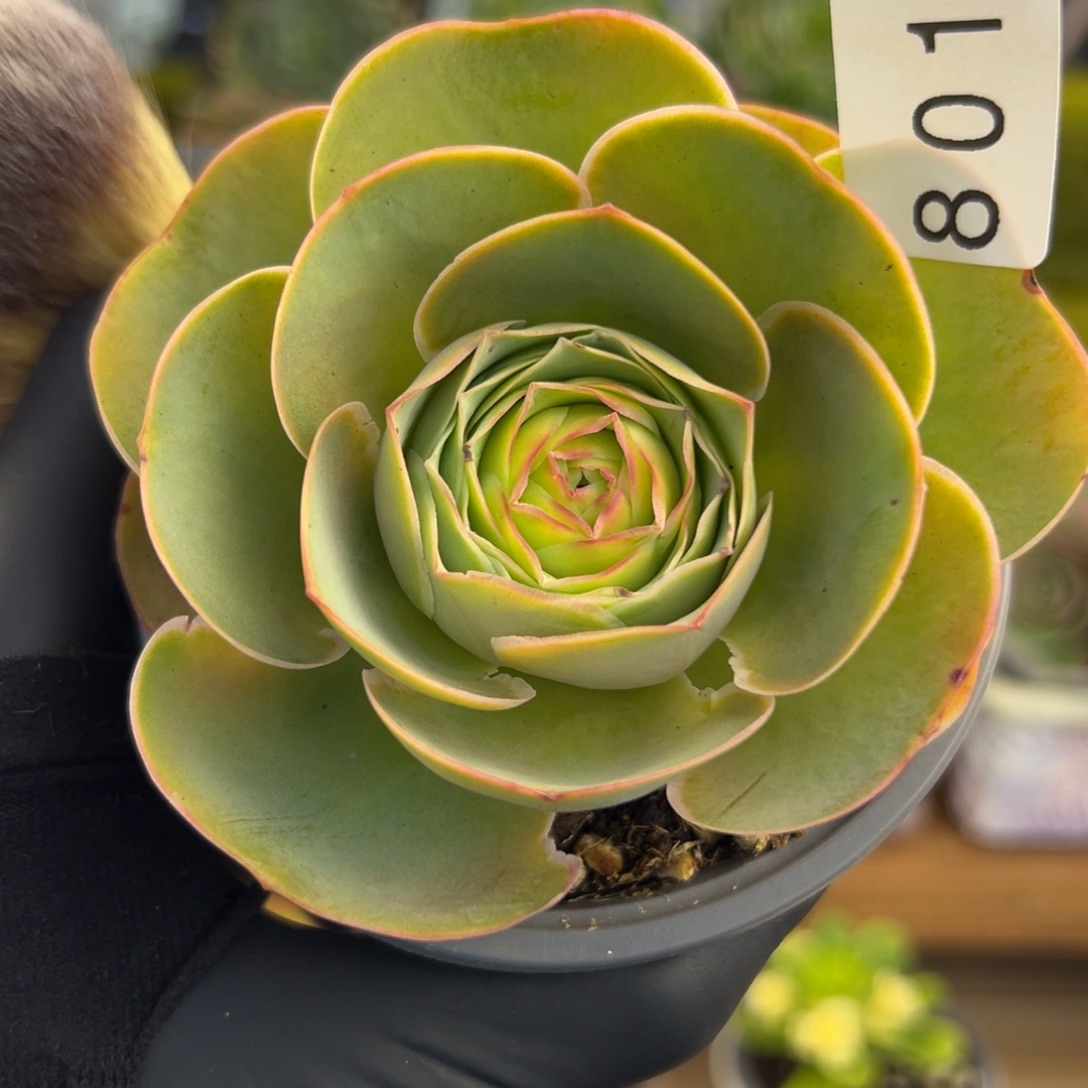 801禧桃优选边线8厘米