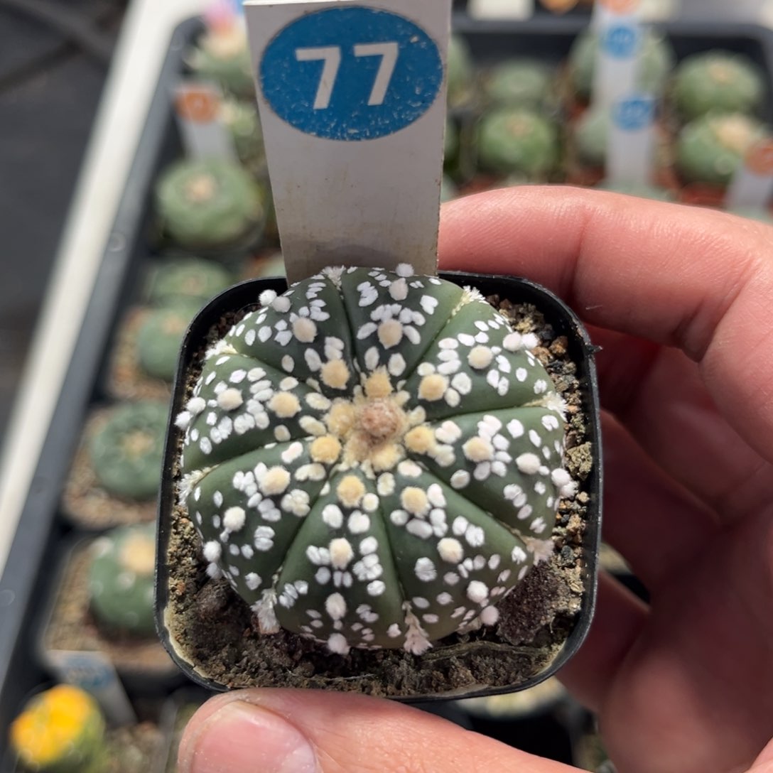 77实生超兜带盆带土发货