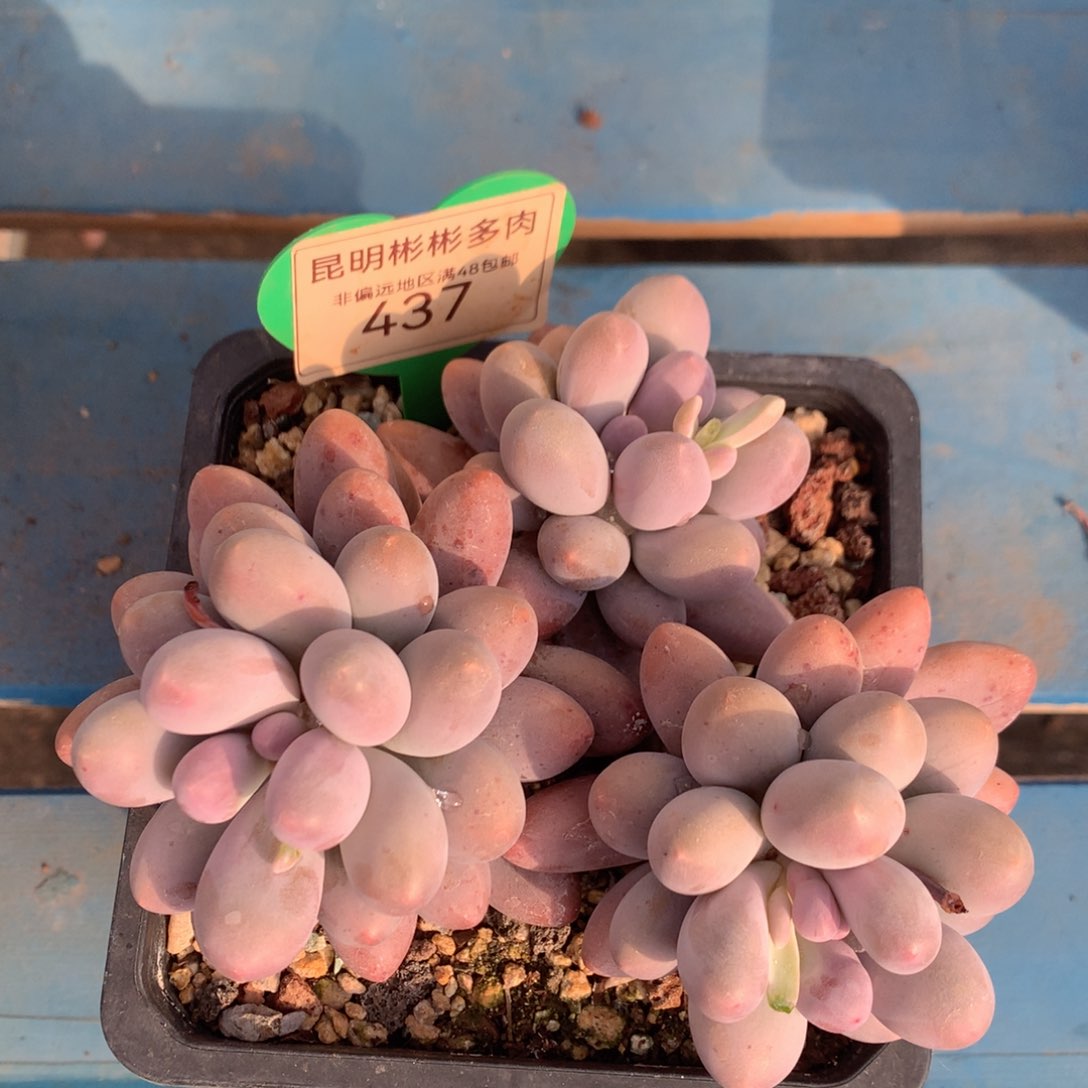 大叶汤圆老桩无砍437