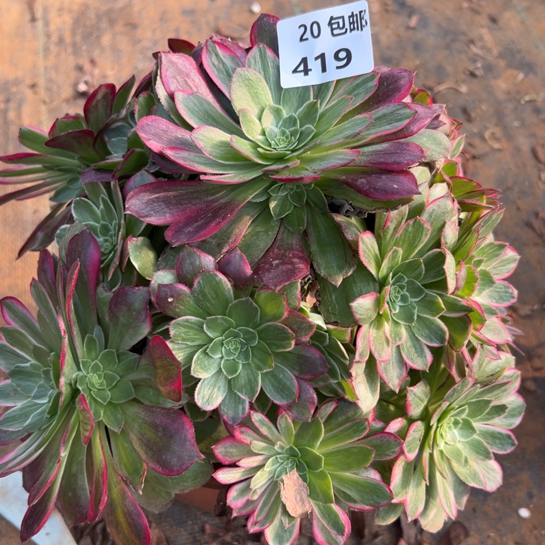 419水晶莲花，满20包邮嘟叮熊