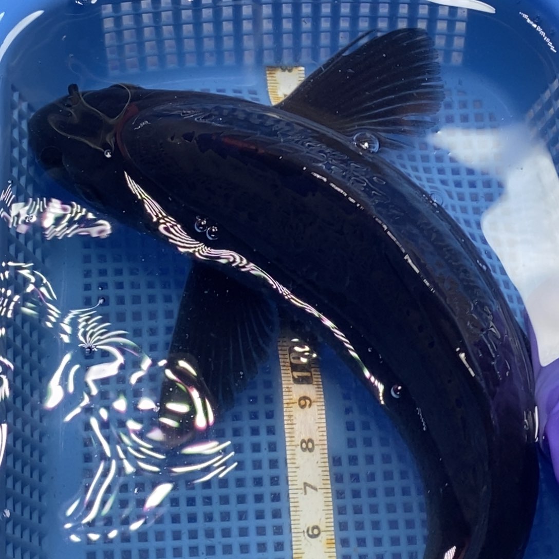 锦鲤冷水锦鲤包邮