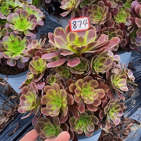 欧嘉莉老桩捧花874好