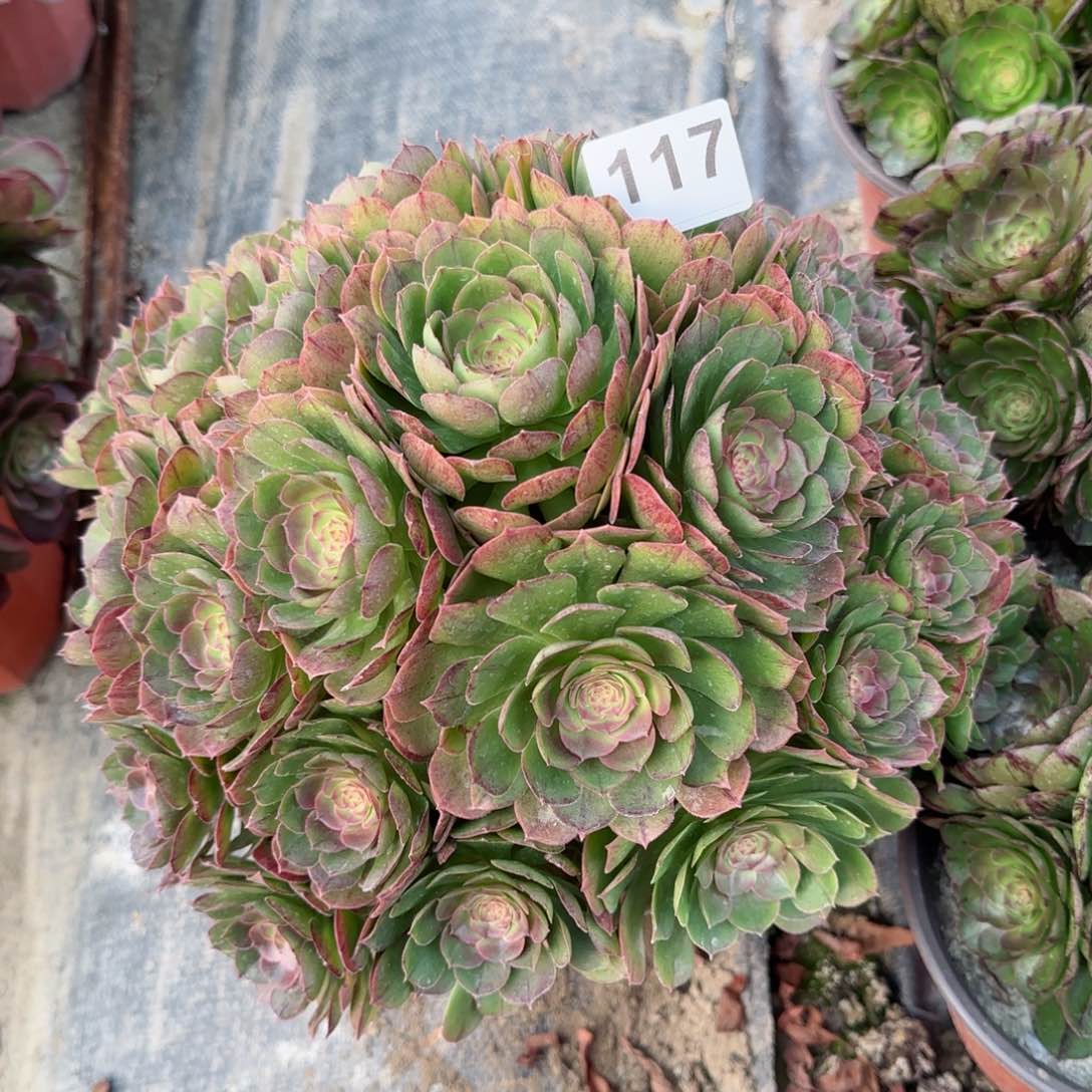 117多肉植物多肉
